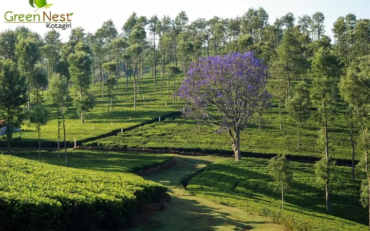 Green Nest Resort Kotagiri