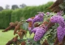 Cannards Grave Farmhouse - B&B