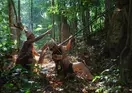 Borneo Tropical Rainforest Resort