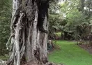 Volcano Big Tree Sanctuary