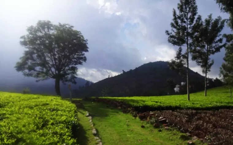 Green Nest Resort Kotagiri