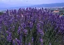 Pension Lavender