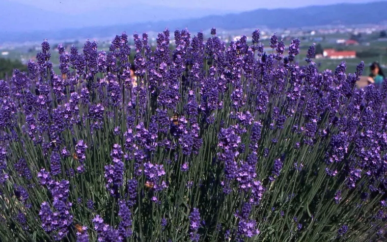 Pension Lavender