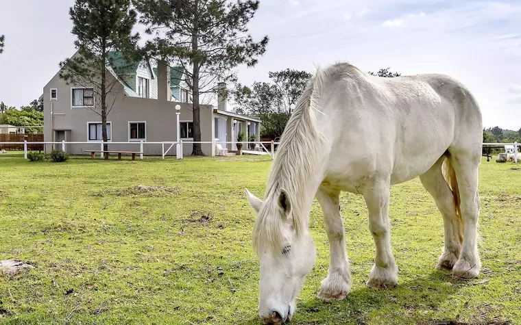 T'Niqua Stable Inn