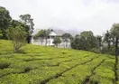 Tea Harvester Munnar