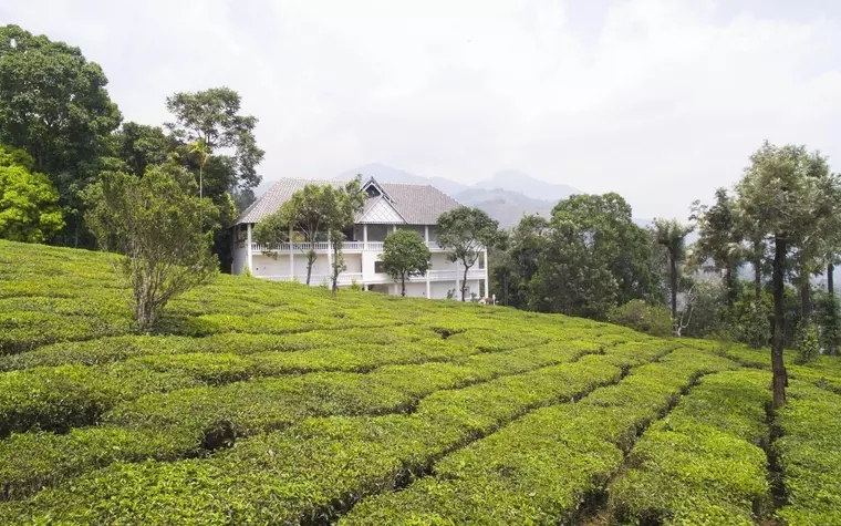 Tea Harvester Munnar