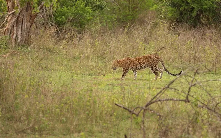 Yala National Park Camping