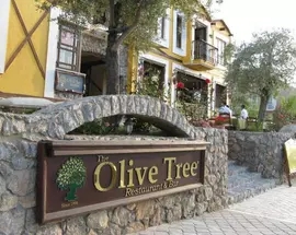 Olive Tree Studio
