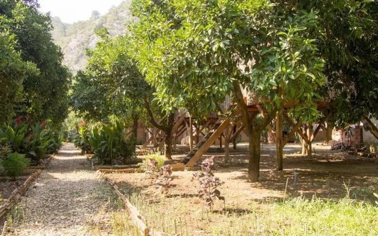 Saban Tree Houses